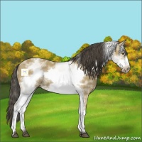 Horse Color:White Spotted Buckskin Frame 