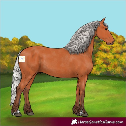 Horse Color:Silver Bay 