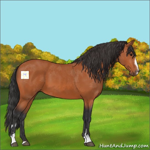 Horse Color:Bay Sabino 