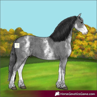 Horse Color:White Spotted Black Sabino