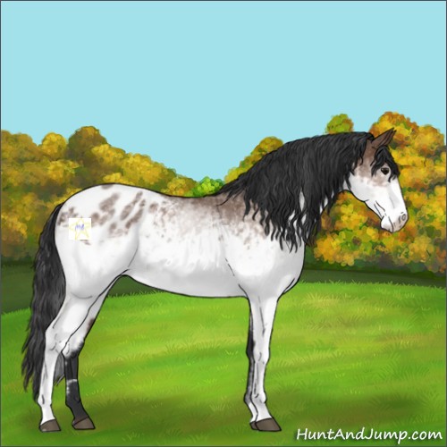 Horse Color:White Spotted Bay Appaloosa 