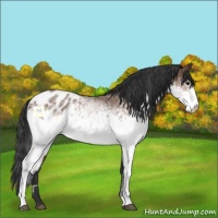 Horse Color:White Spotted Bay Appaloosa 