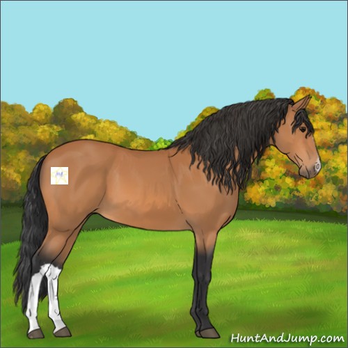 Horse Color:Bay 