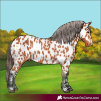 Horse Color:Bay Appaloosa 