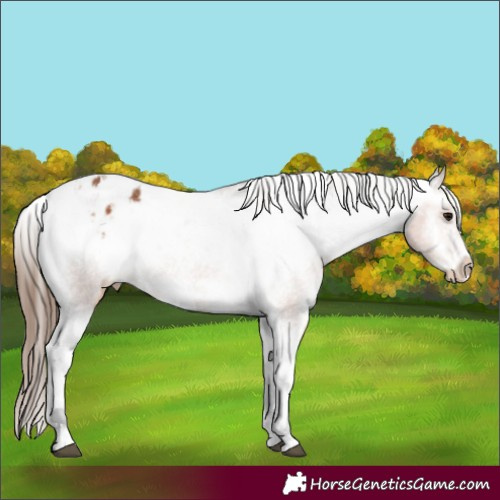 Horse Color:Bay Tobiano Frame Blanket 