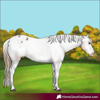 Horse Color:Bay Tobiano Frame Appaloosa 