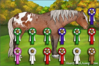 Horse Color:Silver Bay Appaloosa