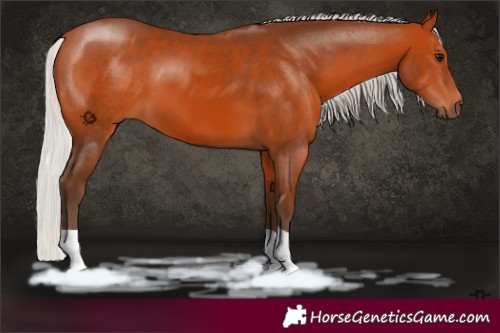 Horse Color:Silver Bay 