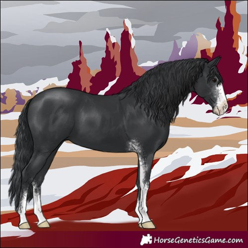 Horse Color:Black Sabino 