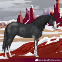 Horse Color:Black Sabino
