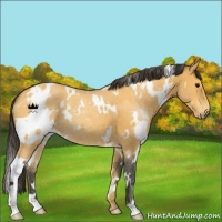 Horse Color:White Spotted Buckskin