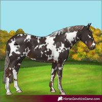 Horse Color:White Spotted Liver Chestnut