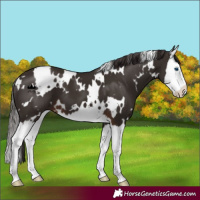 Horse Color:White Spotted Liver Chestnut Splash 