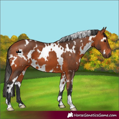 Horse Color:White Spotted Bay 