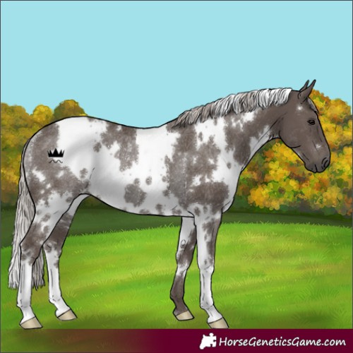 Horse Color:White Spotted Silver Black Rabicano