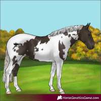 Horse Color:White Spotted Liver Chestnut Tobiano 
