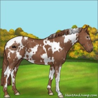Horse Color:White Spotted Chestnut 