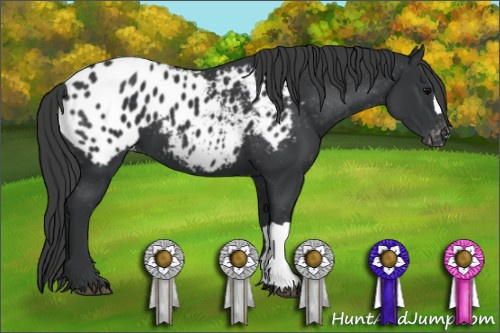Horse Color:Black Appaloosa