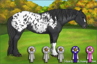 Horse Color:Black Appaloosa 