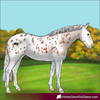 Horse Color:Silver Bay Splash Appaloosa 