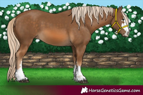 Horse Color:Chocolate Palomino 