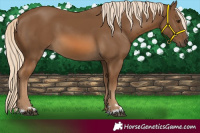 Horse Color:Chocolate Palomino 