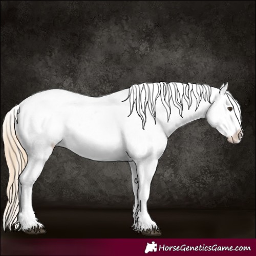 Horse Color:Palomino Appaloosa 