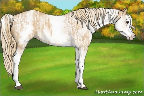 Horse Color:White Spotted Red Dun Rabicano  and White Spotted Red Dun Splash Rabicano 