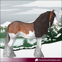 Horse Color:Bay Roan Splash Rabicano 