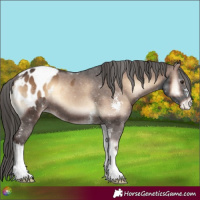 Horse Color:Liver Red Onyx Sabino Appaloosa 