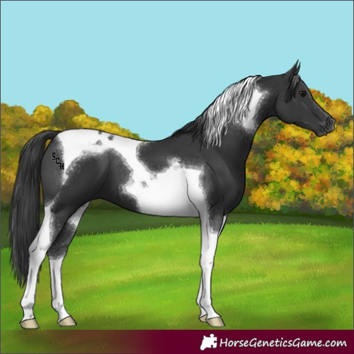 Horse Color:Black Tobiano 