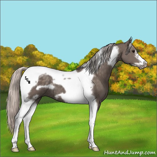 Horse Color:Silver Black Tobiano Frame 