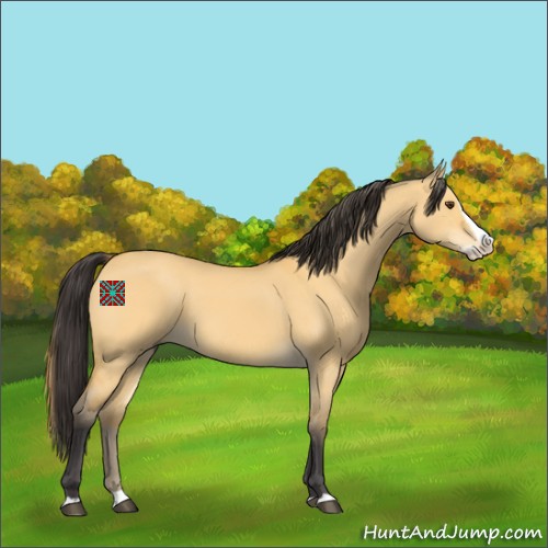 Horse Color:Buckskin Dun Splash 