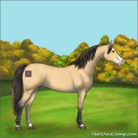 Horse Color:Buckskin Dun Splash