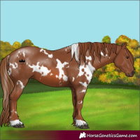 Horse Color:White Spotted Chestnut 