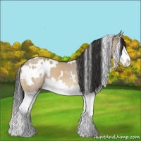 Horse Color:White Spotted Bay Dun Splash 
