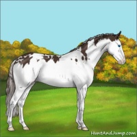 Horse Color:White Spotted Liver Chestnut Splash 