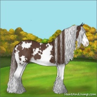 Horse Color:White Spotted Liver Chestnut Splash 