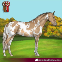 Horse Color:White Spotted Chocolate Palomino Dun 