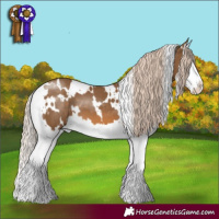 Horse Color:White Spotted Chocolate Palomino Splash 