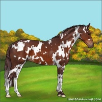 Horse Color:White Spotted Chocolate Brown