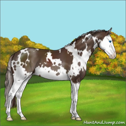 Horse Color:White Spotted Liver Chestnut Splash 
