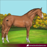 Horse Color:Chestnut 
