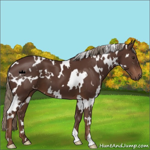 Horse Color:White Spotted Liver Chestnut 