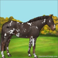 Horse Color:White Spotted Liver Chestnut Sabino 