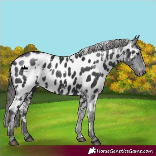 Horse Color:White Spotted Black Appaloosa 