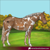 Horse Color:White Spotted Chocolate Palomino 
