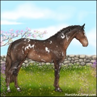 Horse Color:White Spotted Liver Chestnut Sabino Appaloosa 