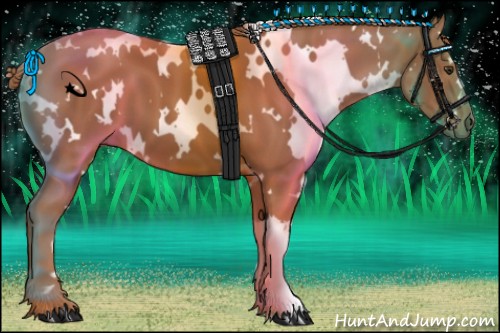 Horse Color:White Spotted Chestnut 