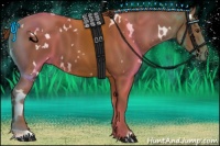 Horse Color:White Spotted Chestnut 